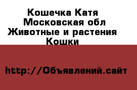 Кошечка Катя - Московская обл. Животные и растения » Кошки   